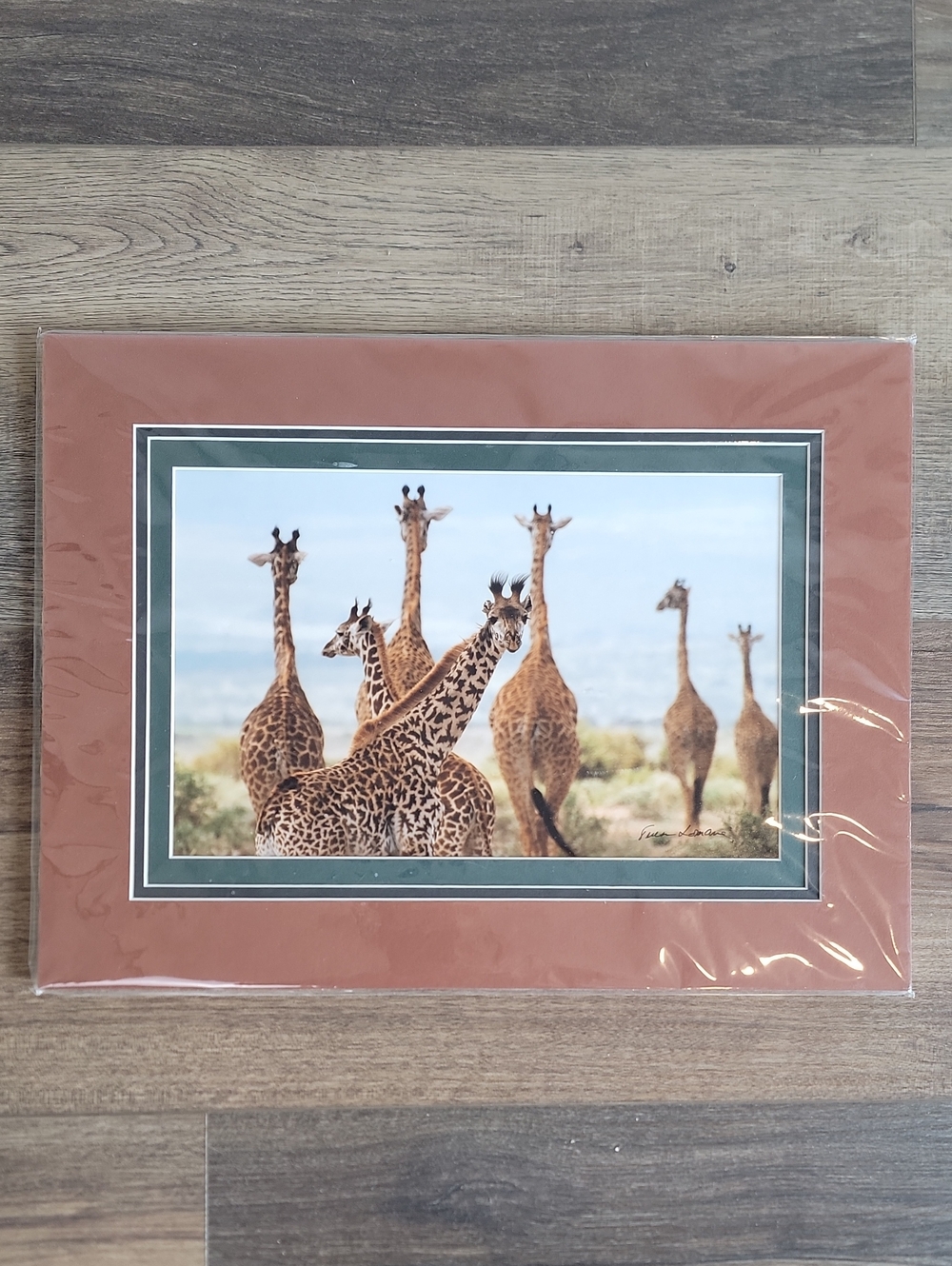 Gerry Lamarre Wild Giraffe Print Wall Art with Brown Mat 12" X 16" Vintage